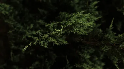 深色背景下的绿色植物 自然 静谧 深色调 4K