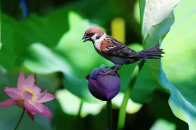 莲花上的小鸟 自然 花卉 绿色 4K