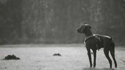 黑犬静立望远方 黑白照片 户外场景 动物主题 1080P