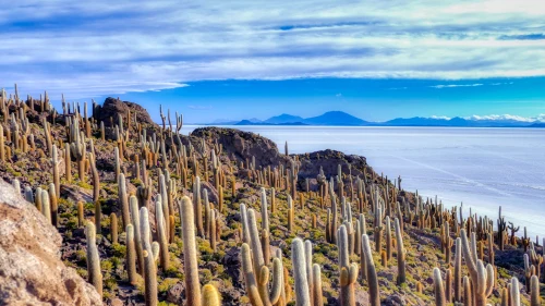 荒漠仙人掌与盐湖 自然景观 仙人掌 盐湖 4K