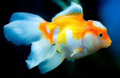 金鱼在水中 水族箱 金鱼 橙色 4K