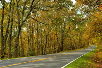 秋日林间小路 秋天 森林 道路 4K