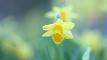 春日黄水仙 花卉 自然 黄色 4K
