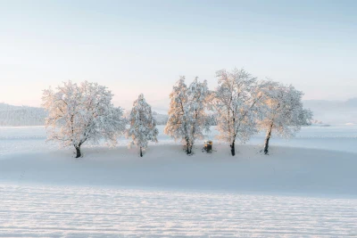 雪原孤树晨光 冬季 雪景 自然风光 4K
