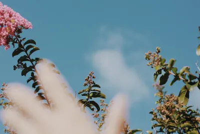 晴空下的花与手 花卉 蓝天 手 4K