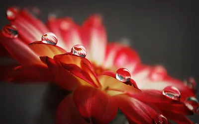 露珠红花 自然 花卉 红色 2K