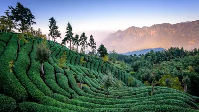 晨雾中的梯田茶园 茶园 梯田 山景 4K