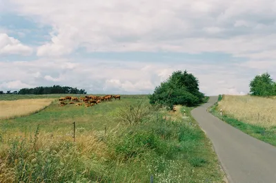 乡村小路与牛群 乡村风景 自然风光 绿色植被 2K