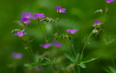 紫色野花 自然 花卉 绿色背景 1080P