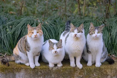 四只猫咪合影 宠物 户外 自然 1080P