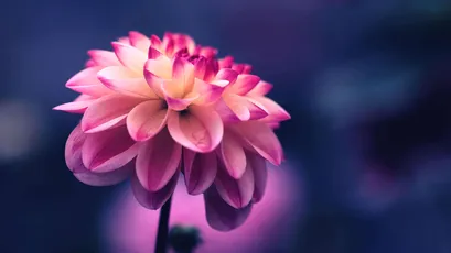 粉菊绽放 花卉 自然 粉色 4K