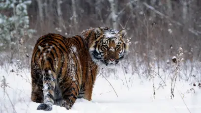 雪中猛虎 老虎 雪地 野生动物 1080P