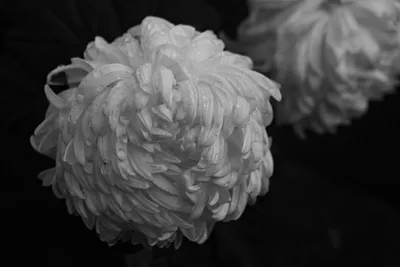 黑白菊花特写 花卉 黑白风格 特写 4K