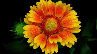 雨后黄花 花卉 自然 黄色 4K
