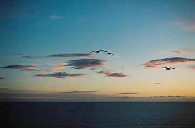 海天暮色飞鸟 海洋 日落 飞鸟 4K