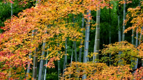 秋日竹林枫叶 自然景观 秋季 竹林 4K