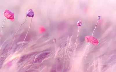 粉色花田 粉色 花田 自然 4K