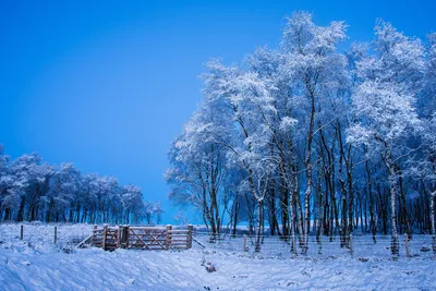 冬日雪景与木栅栏 冬季 雪地 树木 1080P