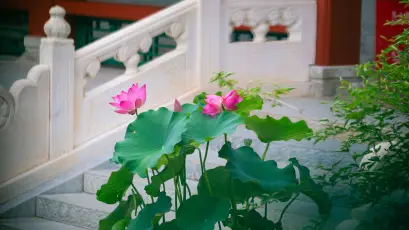 荷塘石阶景致 园林景观 荷花 石阶 4K