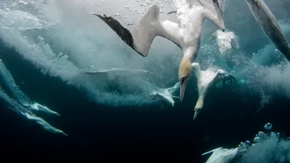 海鸟潜水捕食 水下摄影 自然生态 蓝色海洋 4K