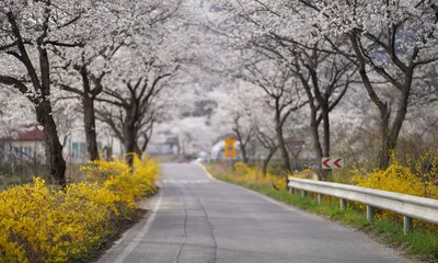 春日樱花大道 春天 樱花 道路 4K