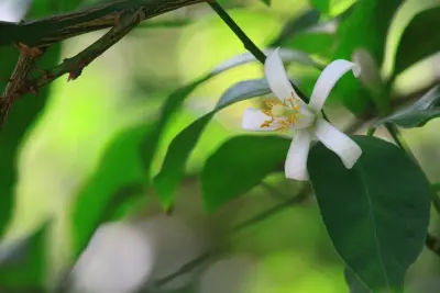 白花绿叶 自然 花卉 绿色 4K