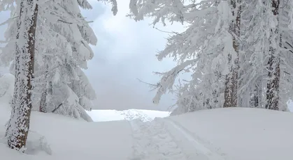雪林小径 冬季 自然风光 白色 4K