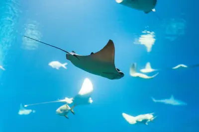 水下鳐鱼群 海洋生物 水下摄影 蓝色调 4K