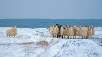 雪地羊群 雪地 羊群 海边 4K