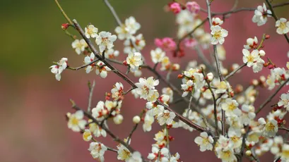 梅花绽放 自然 花卉 春季 4K