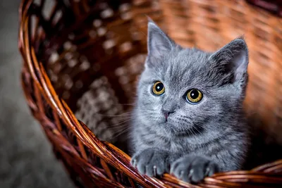 可爱灰色小猫在篮子里 宠物 猫咪 蓝色 1080P