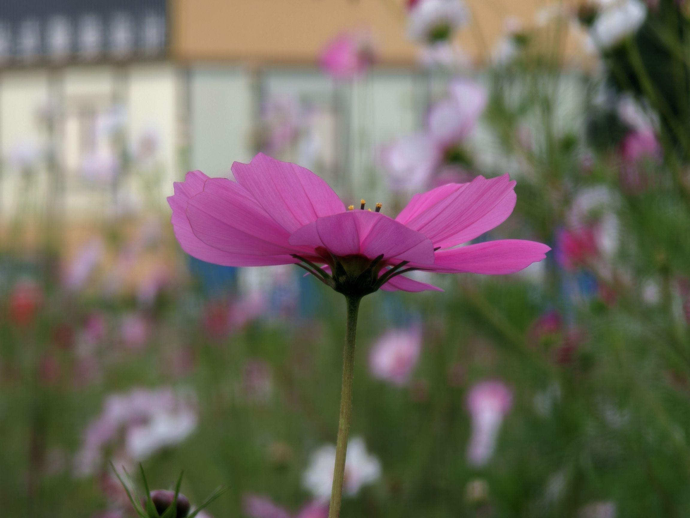 粉红秋英特写 花园 花卉 粉色 2K