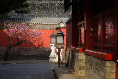 红墙下的春日古韵 中国古建筑 红墙 玉兰花 1080P