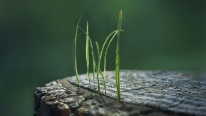 树桩上的新生嫩芽 微距摄影 生命力 自然 1080P