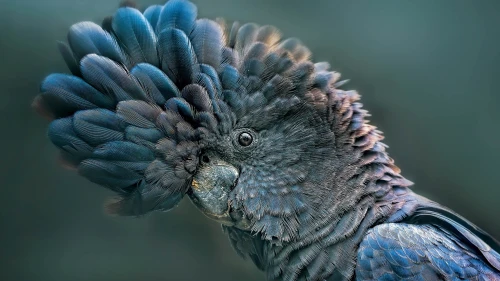 蓝色羽毛的鹦鹉 鹦鹉 蓝色 羽毛 4K
