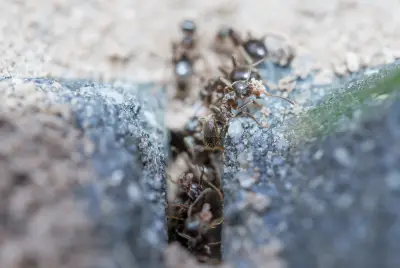 蚂蚁筑巢 微观摄影 自然生态 昆虫世界 4K