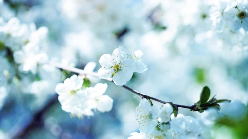 春日白色花枝特写 花卉 春天 特写 1080P