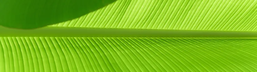 绿叶纹理特写 自然 植物 绿色 4K