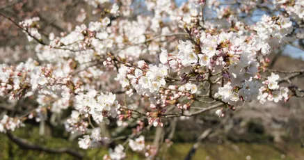 樱花盛开 春天 樱花 自然 8K