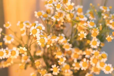 雏菊花束 雏菊 花束 自然 2K