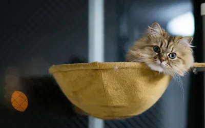 猫咪在猫窝 宠物 室内 黄色 1080P