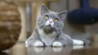 灰白猫凝视 猫咪 宠物 室内 1080P