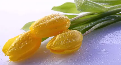 水珠点缀的郁金香 郁金香 水珠 清新 4K