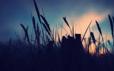 暮色下的草丛剪影 黄昏 剪影 草地 1080P