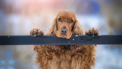 雪天里好奇的狗狗 可卡犬 宠物 冬天 1080P