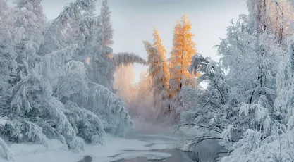 冬日雪景森林 冬季 雪地 森林 8K