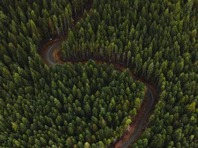 森林中的蜿蜒道路 自然风光 森林 绿色 4K