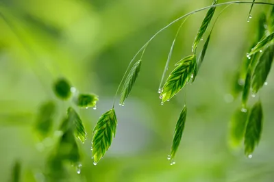 雨后翠绿的草叶 自然 绿色 雨滴 1080P