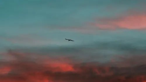 黄昏孤鸟飞翔 天空 日落 云彩 4K