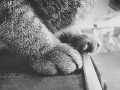 猫咪的脚掌特写 猫 爪子 特写 2K